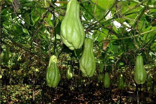 阳瓜要怎么吃,解锁健康美味新体验