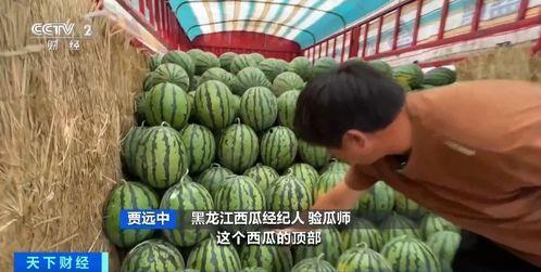 铁岭吃瓜,揭秘当地特色美食背后的故事