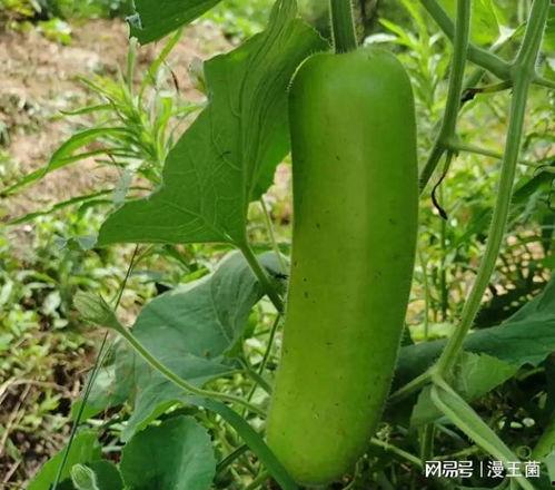 瓠子瓜怎么烤着吃,美味烤瓠子瓜的制作技巧