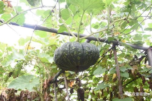 梧桐吃瓜后续,揭秘娱乐圈背后的秘密与真相