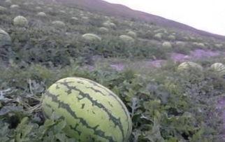 石头床吃瓜,石头床下的神秘瓜果传奇