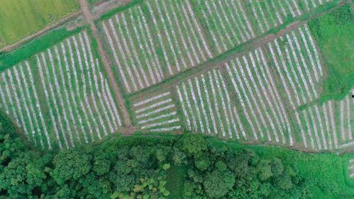 新余学院吃瓜,揭秘校园里的“瓜田”风云