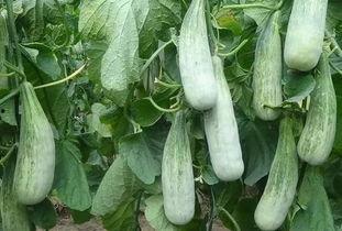 财经吃瓜,财经圈那些鲜为人知的“吃瓜”故事