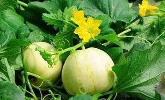 大头和珍珍吃的瓜,大头与珍珍的甜蜜瓜趣之旅