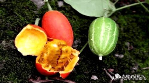 晚上吃生王瓜,探寻传统美食的独特魅力