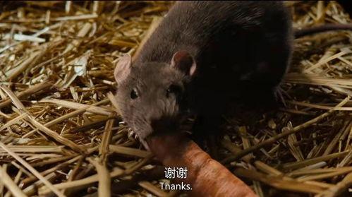 瓜哥带你吃瓜讲动物,趣味科普之旅