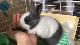 兔子吃手瓜吗,探究兔子饮食习惯之谜