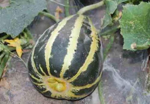 冰糖io吃瓜,揭秘娱乐圈幕后真相