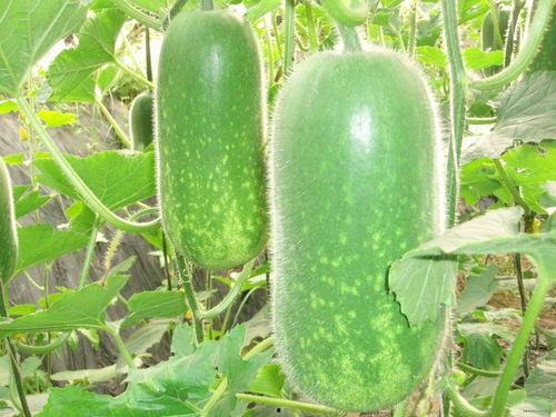 吃瓜418,一场全民狂欢的幕后故事