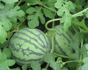 孕妇吃状元瓜,状元瓜助力母婴健康