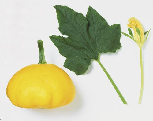 什么瓜吃叶子好吃,揭秘哪些瓜类叶子可食用