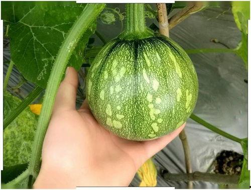 女配只吃瓜,从吃瓜群众到娱乐圈女王