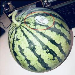 江西吃瓜网红,揭秘赣菜背后的故事与魅力