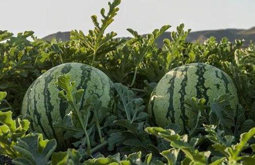 江西吃瓜网红,揭秘赣菜背后的故事与魅力