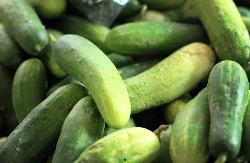 每日吃瓜蘑菇,蘑菇世界里的奇妙探险