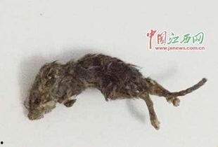 老鼠吃瓜事件视频,一场意外引发的趣味事件