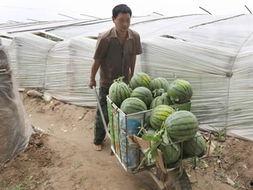 吃瓜发大财,揭秘网络热议背后的财富密码