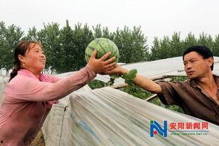 吃瓜发大财,揭秘网络热议背后的财富密码