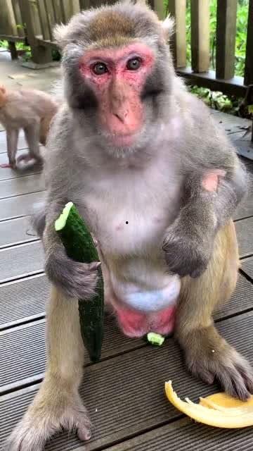 吃瓜吃出猴子,意外吃出猴子，揭秘神奇现象背后的科学奥秘