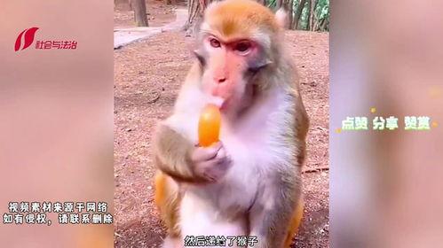 吃瓜吃出猴子,意外吃出猴子，揭秘神奇现象背后的科学奥秘