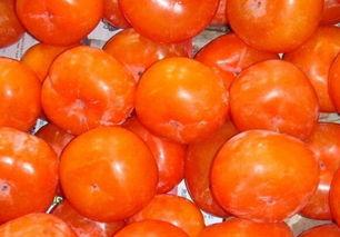 吃柿子忌吃老方瓜吗