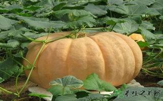 吃贝贝瓜会胀气么,贝贝瓜食用后是否会引发胀气问题解析