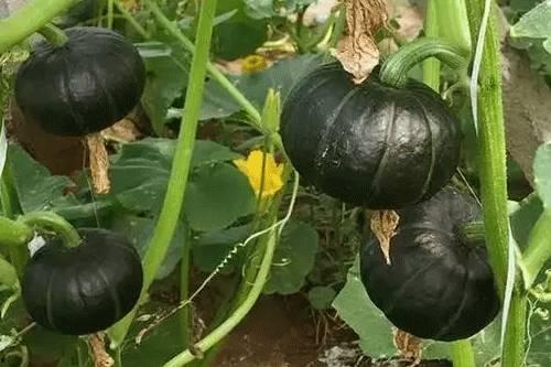 吃贝贝瓜会胀气么,贝贝瓜食用后是否会引发胀气问题解析