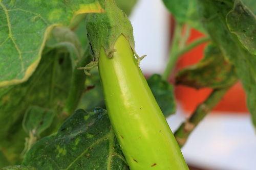 丝爷 吃瓜,揭秘娱乐圈那些不为人知的幕后故事