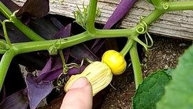 瓜花如何吃,解锁多样食用新方式