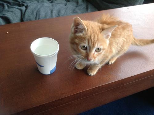 土瓜小猫可以吃吗怎么吃,如何安全美味地享用