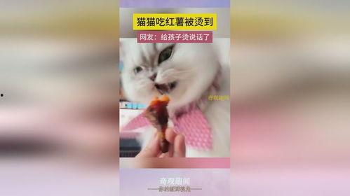土瓜小猫可以吃吗怎么吃,如何安全美味地享用