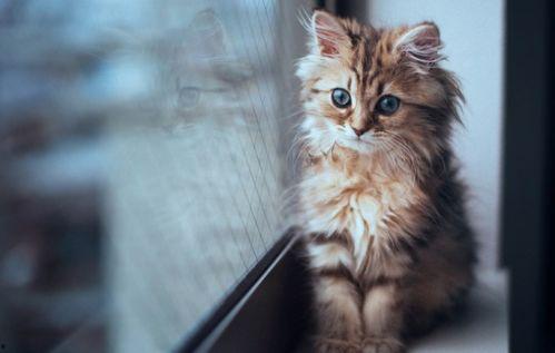 土瓜小猫可以吃吗怎么吃,如何安全美味地享用