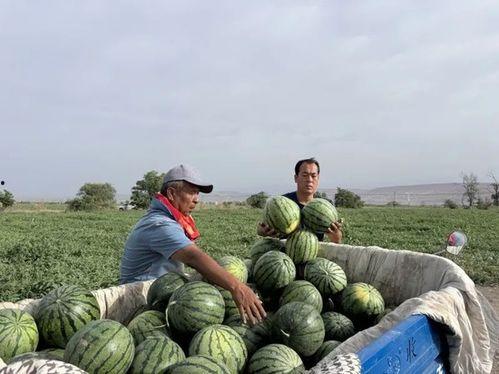 南京第一深情吃瓜,一场美食与情感的交织之旅