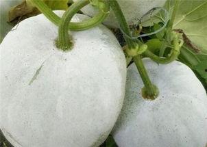 吃谷被瓜了,揭秘吃谷被瓜的奥秘与影响