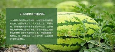 在地里吃石头瓜,大地孕育的神奇果实