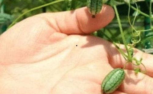 昆虫吃瓜,瓜果飘香中的生态盛宴