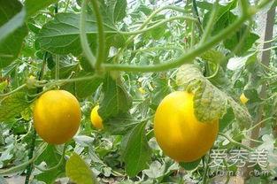 晚上吃伊丽莎白瓜好不好,健康美味两不误