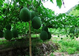 小吊瓜可以吃吗怎么吃