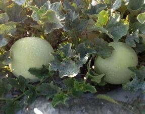 茶和银蒂瓜能一起吃吗,健康搭配，美味共享