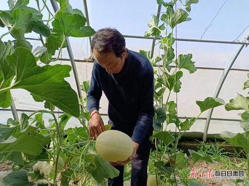 茶和银蒂瓜能一起吃吗,健康搭配,美味共享 第2张 茶和银蒂瓜能一起吃吗,健康搭配,美味共享 第2张