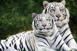 生龙活虎吃瓜真满足,揭秘现代生活的快乐源泉