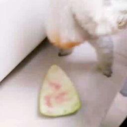 派大星吃瓜视频,揭秘娱乐圈幕后真相  第2张