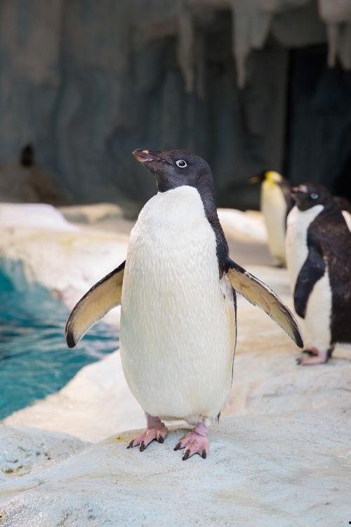 吃瓜的小企鹅  第3张