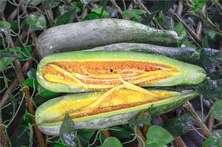 安溪网红吃瓜,揭秘网络红人的幕后故事