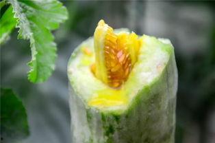 安溪网红吃瓜,揭秘网络红人的幕后故事  第2张