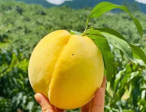 桃园吃瓜,一场别开生面的吃瓜盛宴  第2张