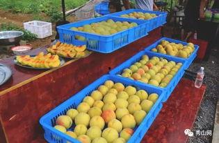 桃园吃瓜,一场别开生面的吃瓜盛宴  第3张