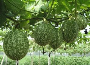 吃瓜协会图片,一场视觉盛宴背后的故事