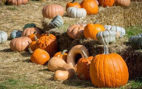 襄阳一家吃瓜,揭秘当地特色美食背后的故事  第1张