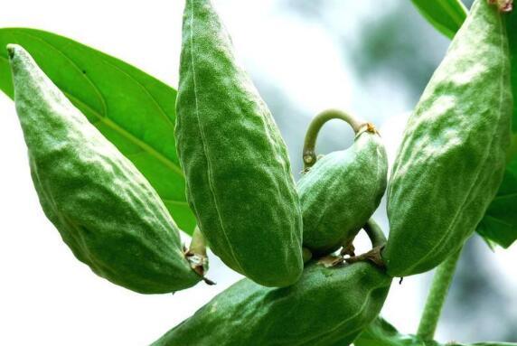 牛角瓜和红薯能一起吃吗,探讨能否同食的健康之谜  第1张